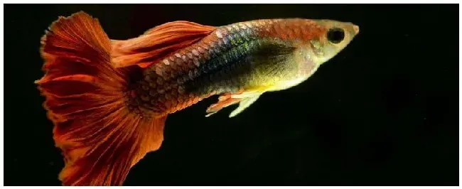 孔雀鱼爱吃什么食物 | 农业答疑