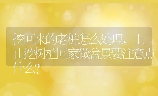 挖回来的老桩怎么处理,上山挖树桩回家做盆景要注意点什么？ | 养殖常见问题