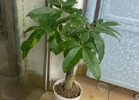 植物常识问题|养护发财树需要掌握的6个小喜好