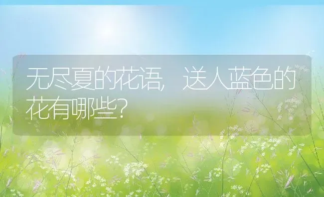 无尽夏的花语,送人蓝色的花有哪些？ | 养殖常见问题