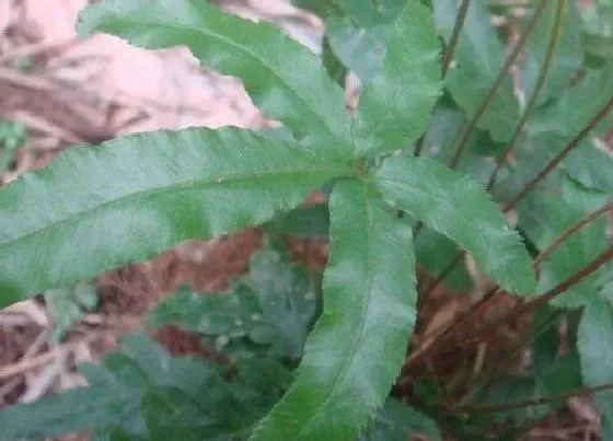 植物常识问题|多肉植物金鸡尾叶片发红的原因与解决方法