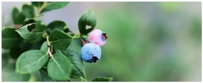 蓝莓品种介绍 | 科普知识