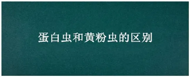 蛋白虫和黄粉虫的区别 | 农业问题