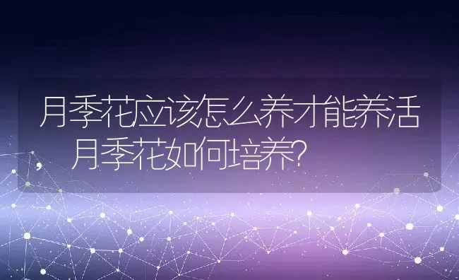 月季花应该怎么养才能养活,月季花如何培养？ | 养殖常见问题