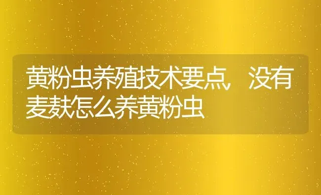 黄粉虫养殖技术要点,没有麦麸怎么养黄粉虫 | 养殖常见问题