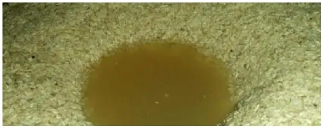 酒糟喂猪好处与坏处占日粮的比例是多少 | 农业问题