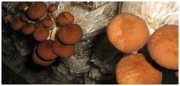 茶树菇亩产量 | 三农答疑