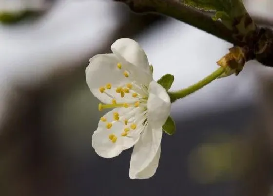 植物常识问题|梅花开在什么季节 在几月份开放