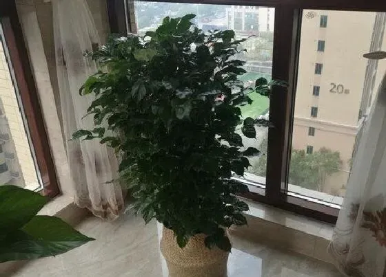 植物常识问题|幸福树怎么养护叶片油绿