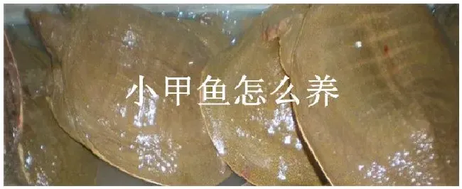 小甲鱼怎么养 | 三农答疑