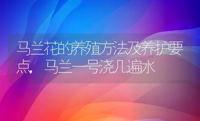 马兰花的养殖方法及养护要点,马兰一号浇几遍水 | 养殖常见问题