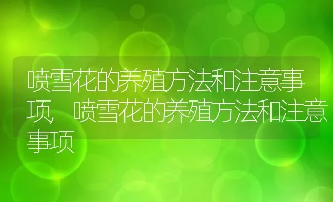 云竹盆景怎么养,矮化云竹的正确养法？ | 养殖常见问题