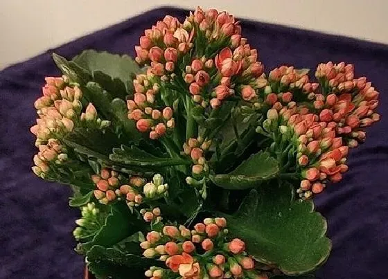 植物常识问题|扦插长寿花最常犯的错误