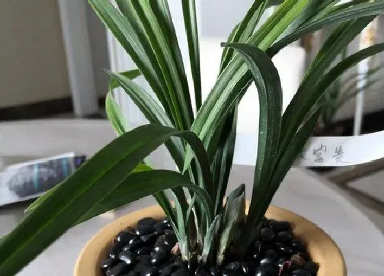 植物常识问题|兰花叶片斑点如何进行防治