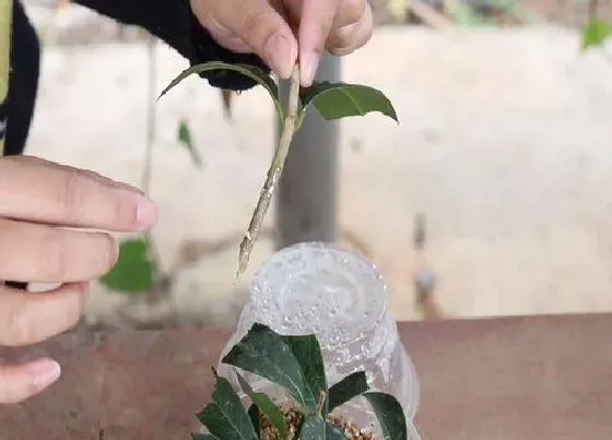 植物常识问题|桂花扦插如何快速生根