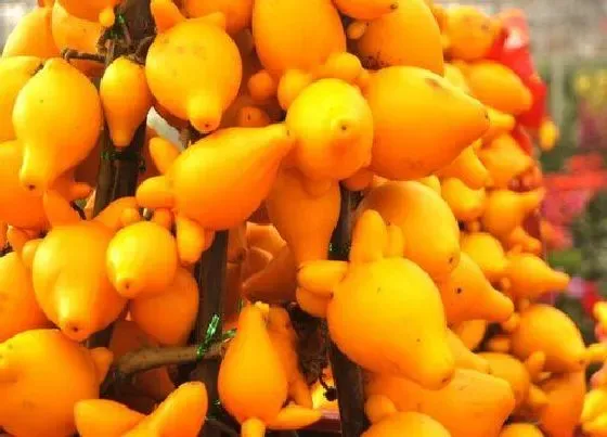 植物常识问题|金果的功效与作用