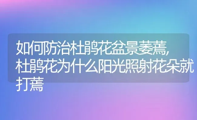 如何防治杜鹃花盆景萎蔫,杜鹃花为什么阳光照射花朵就打蔫 | 养殖常见问题