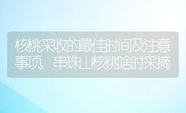 核桃采收的最佳时间及注意事项,串珠山核桃啥时采摘 | 养殖常见问题