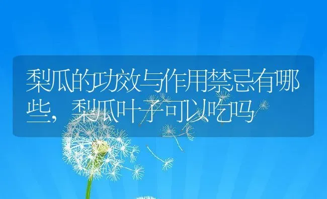 梨瓜的功效与作用禁忌有哪些,梨瓜叶子可以吃吗 | 养殖常见问题