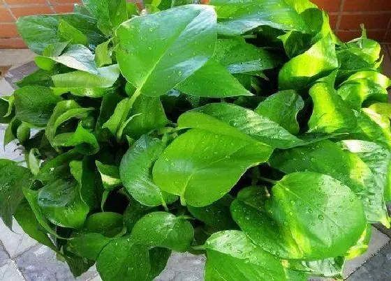 植物常识问题|夏季养护绿萝需要做好哪些要点