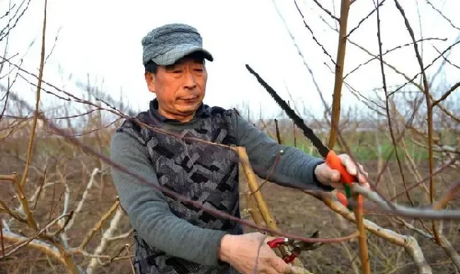 植物常识问题|怎样修剪桃树能使桃树增产