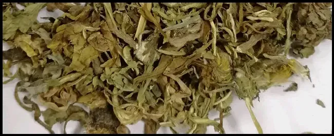 蒲公英种植时间 | 三农问答