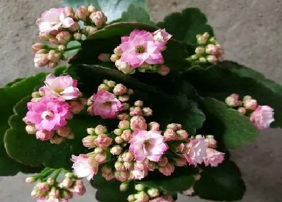 植物常识问题|8月怎么养长寿花秋季花苞满枝头