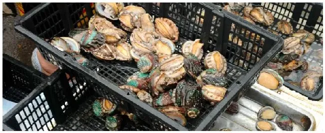 鲍鱼壳上的石灰虫要去掉吗（怎么处理） | 农业问题