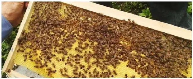 中蜂怎样合群最简单中蜂仓王怎么分辨 | 农业问题