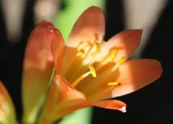 植物常识问题|君子兰开花长侧芽的方法