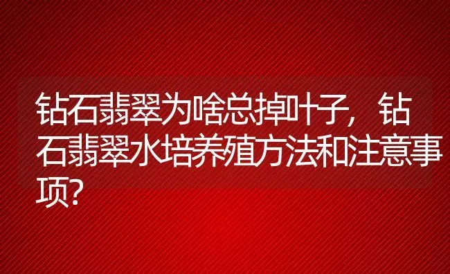 钻石翡翠为啥总掉叶子,钻石翡翠水培养殖方法和注意事项？ | 养殖常见问题