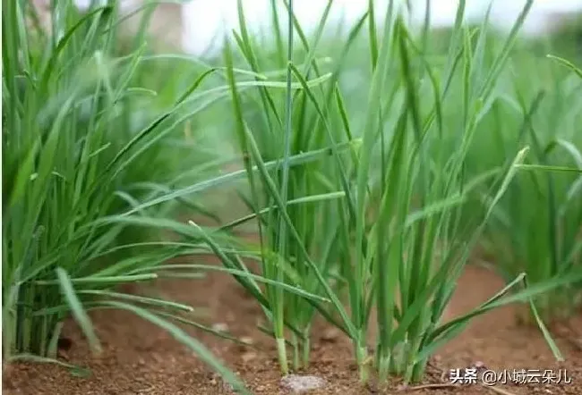 植物常识问题|怎样防治韭菜蛆虫（韭菜招地蛆不用农药怎么办）