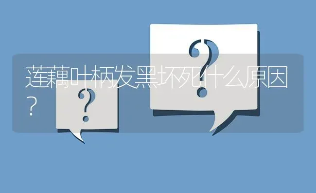 莲藕叶柄发黑坏死什么原因? | 养殖问题解答