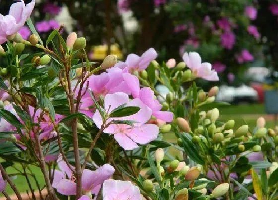 植物常识问题|花卉晒伤都有哪些表现