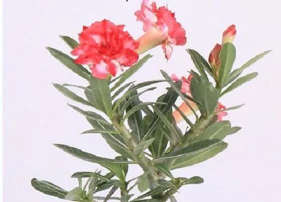植物常识问题|如何养护沙漠玫瑰轻松就开花