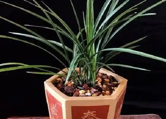 植物常识问题|兰花怎么养半年长了很多新芽