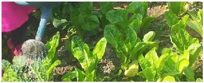 复合肥怎样兑水浇菜 | 农业问题