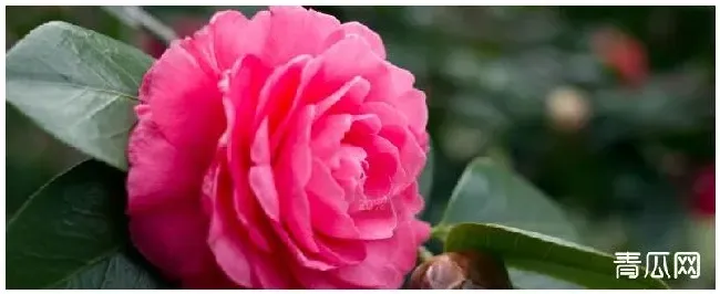 种植茶花的注意事项 | 农业常识