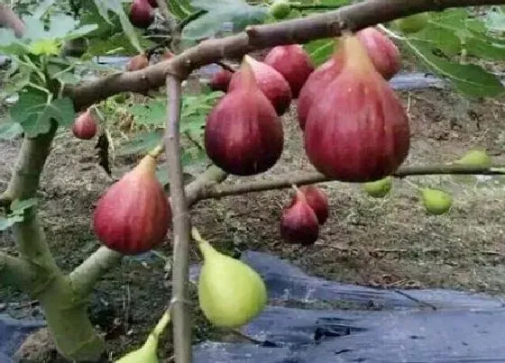 植物常识问题|干枯的无花果如何进行救治