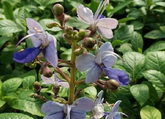 植物常识问题|蝴蝶兰叶面喷肥效果不好的原因