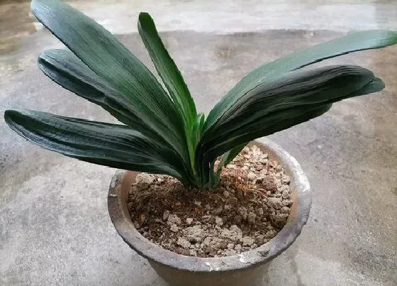 植物常识问题|君子兰不长个怎么修剪迅速恢复长势