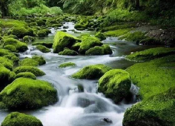 植物常识问题|青苔怎么养兰花根粗芽壮易复花