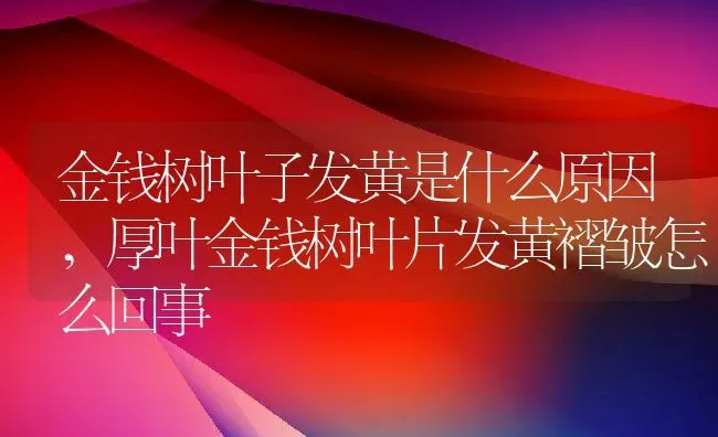 金钱树叶子发黄是什么原因,厚叶金钱树叶片发黄褶皱怎么回事 | 养殖常见问题