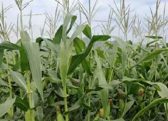 植物常识问题|玉米什么时间浇水好（玉米浇水阶段如何掌握才能高产）