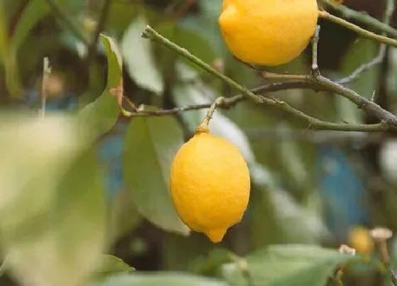 植物常识问题|柠檬树怎么养殖结的果子吃不完