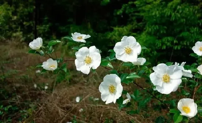 植物常识问题|什么树可以嫁接月季花（月季花能和什么树嫁接养护）