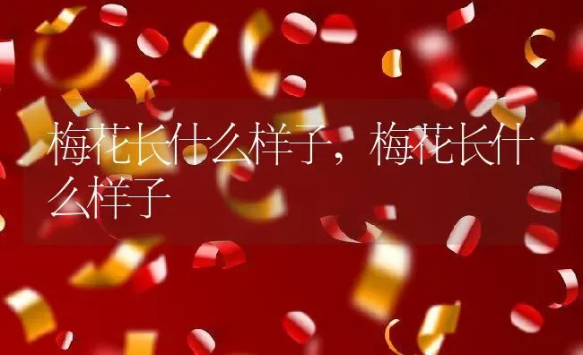 梅花长什么样子,梅花长什么样子 | 养殖常见问题