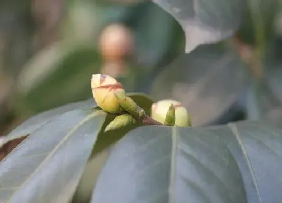 植物常识问题|茶花如何促花有哪些注意事项