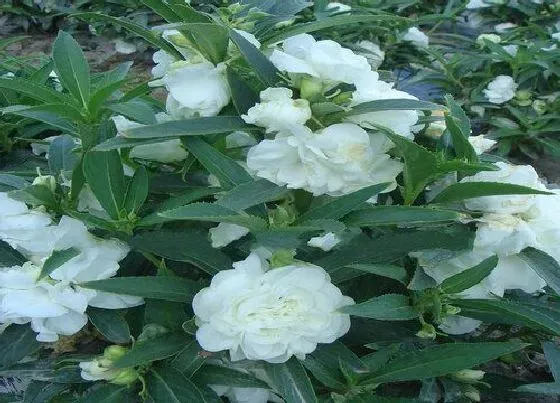 植物常识问题|水梅花和凤仙花的区别