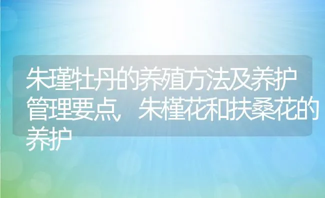 朱瑾牡丹的养殖方法及养护管理要点,朱槿花和扶桑花的养护 | 养殖常见问题